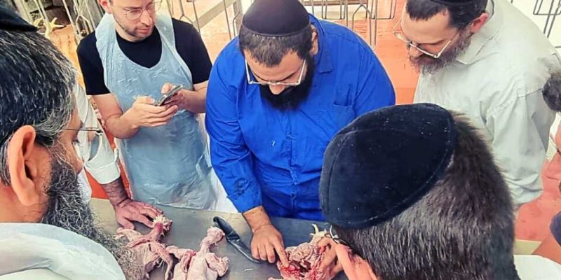 איך לומדים שחיטה
