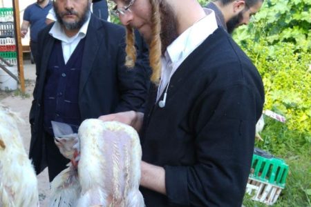 קורס שחיטה מכון עליה