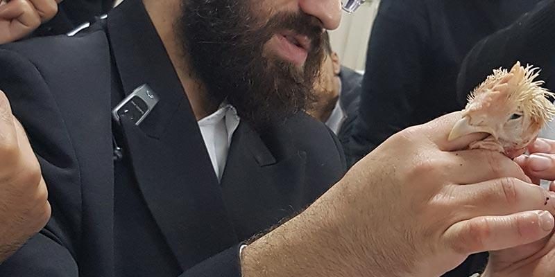 קורס שחיטה