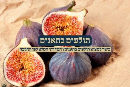 תולעים בתאנים