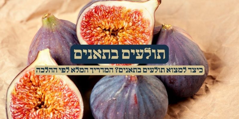 תולעים בתאנים