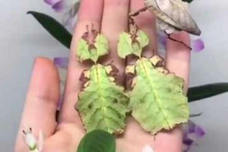 עלים מעופפים