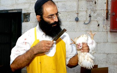 קורס שחיטה של מכון עליה