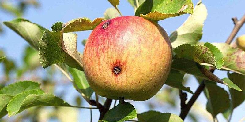 תולעים בפירות קיץ